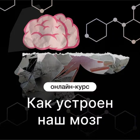 Как устроен наш мозг